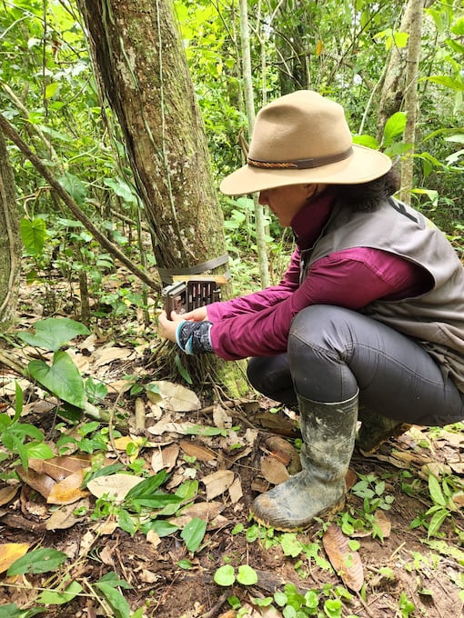 La investigadora Ángela Alviz instalando cámaras trampa. Foto: Cortesía Ángela Álviz