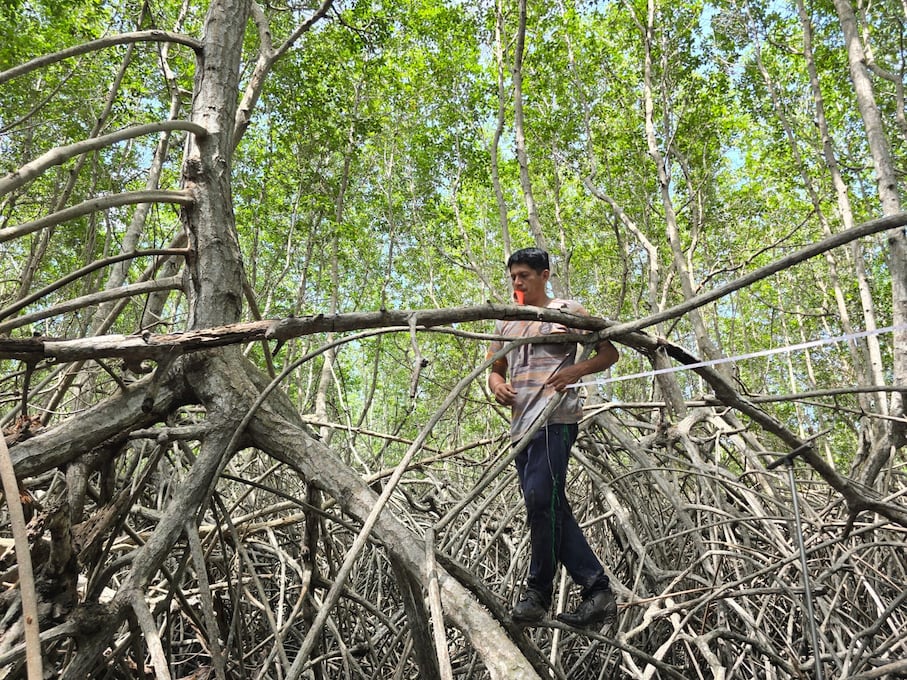 Jhon Puse se desplaza sobre las raíces aéreas del bosque de manglar. Foto: Yvette Sierra Praeli para Mongabay Latam